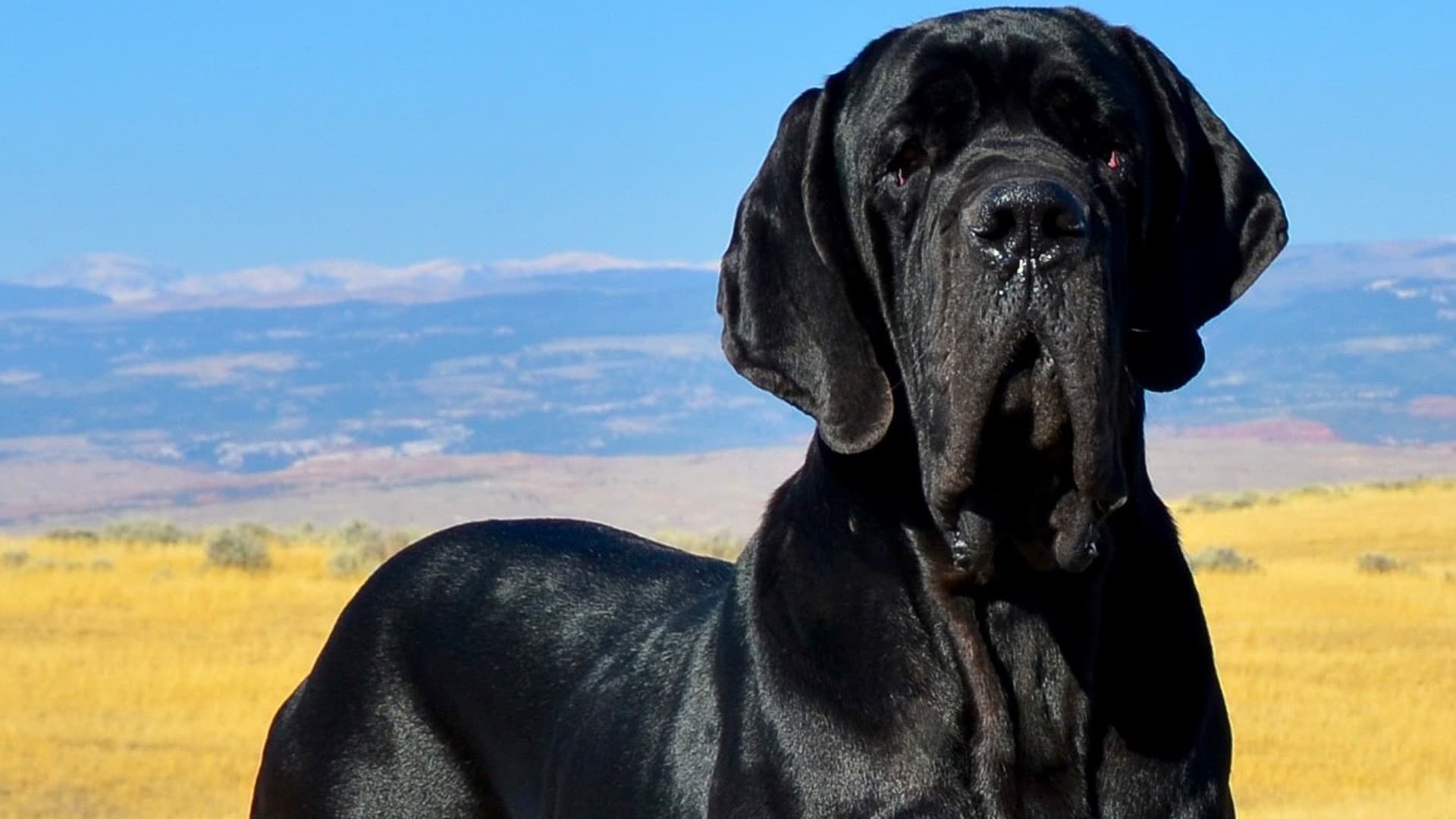 Mantle Great Dane laying in dandelion field
