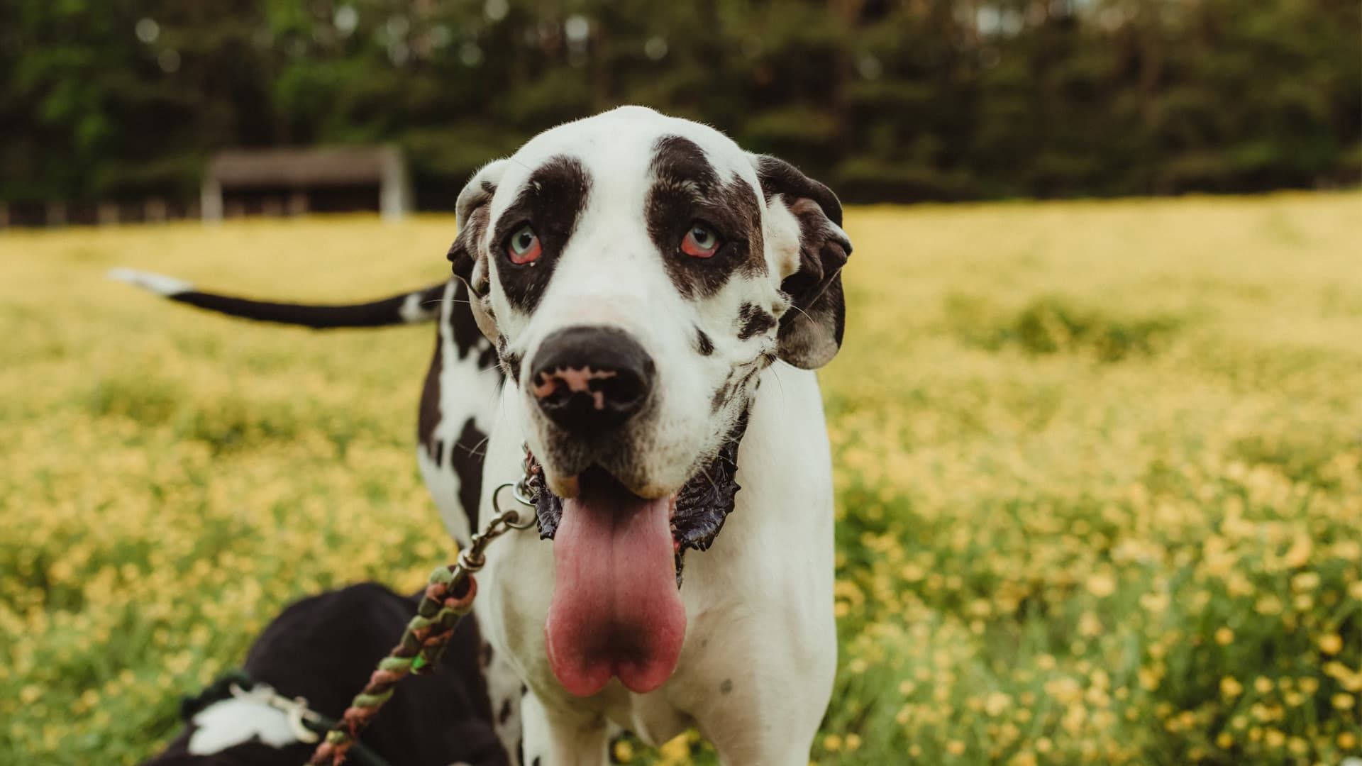 Harlequin Great Dane in dandelion field